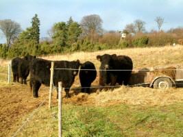 Galloways beweiden Wacholderheide Langendorf