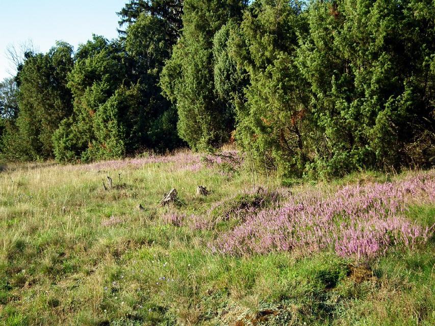 blühende Besenheide