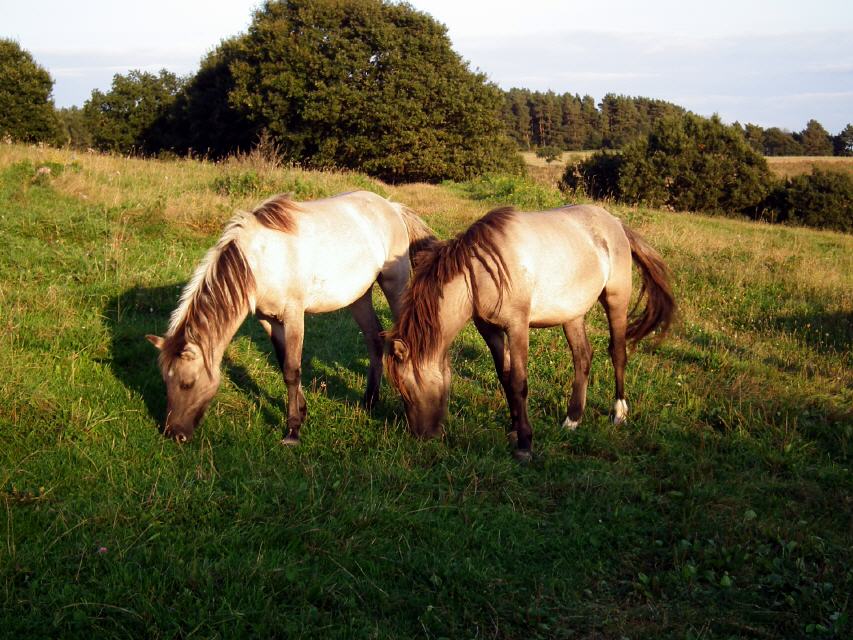 Tarpanstuten