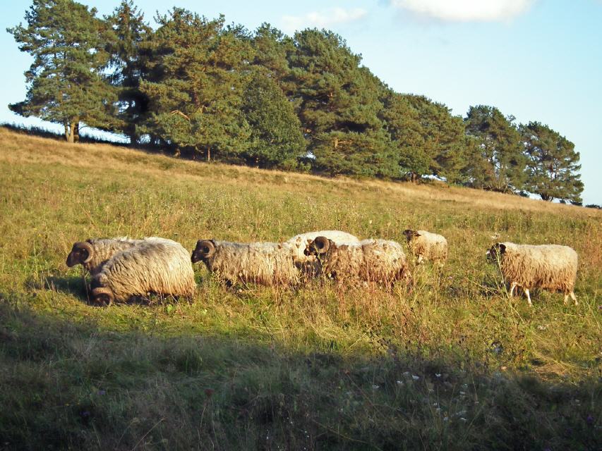 Heidschnucken