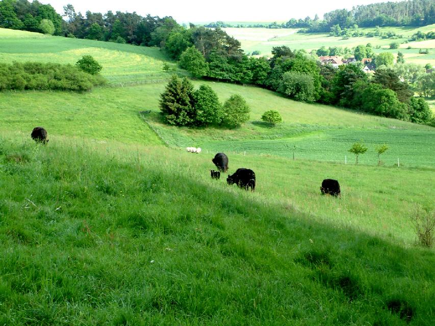 Blick über das Grünland