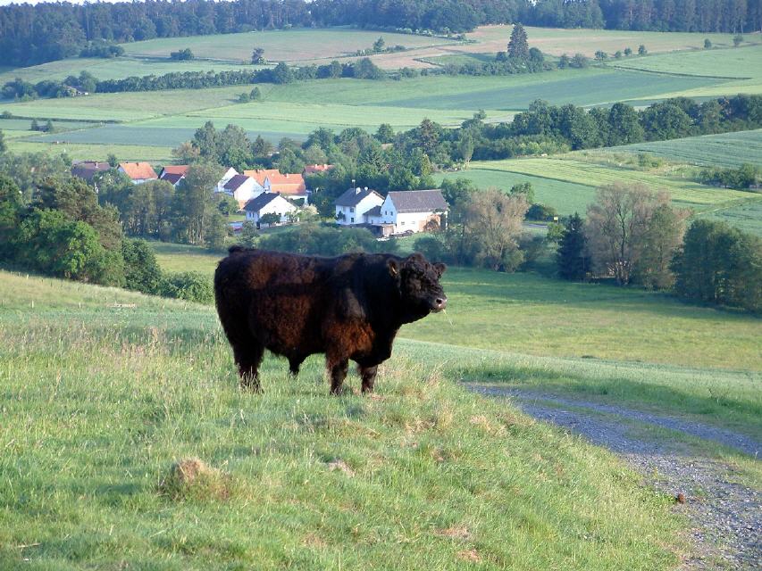 Bulle vor Langendorf