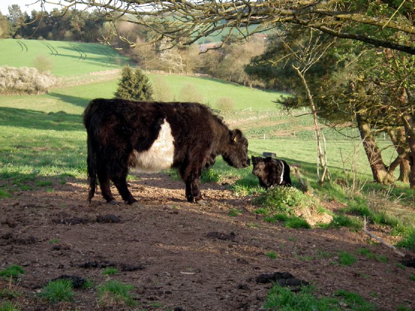 Mutter und Kalb