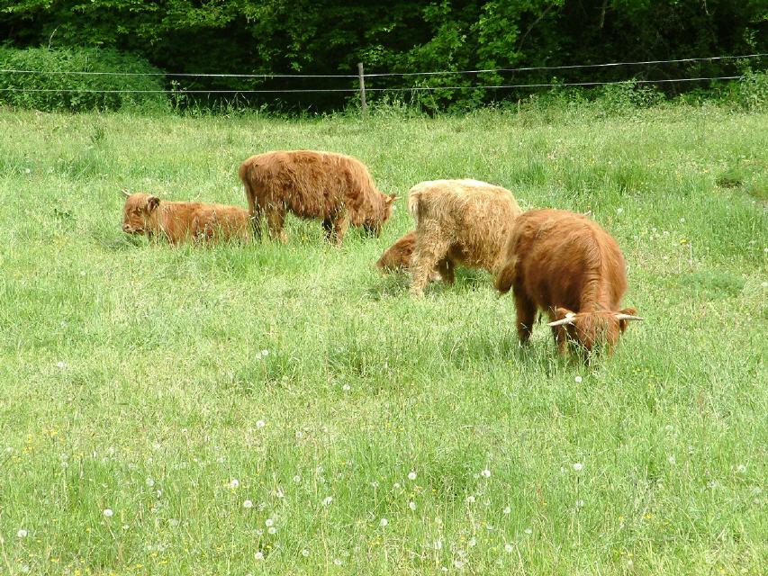 Friedlich grasende Highlands